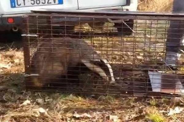 Giovane tasso salvato da Anpana e Polizia locale di Varallo Pombia