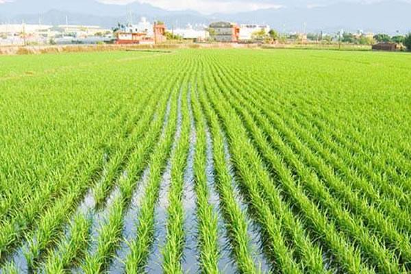 Riso, aumenta l’import dall’Oriente