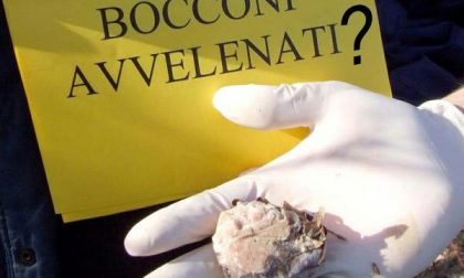 Arona: bocconi per cani avvelenati