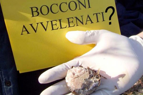 Arona: bocconi per cani avvelenati