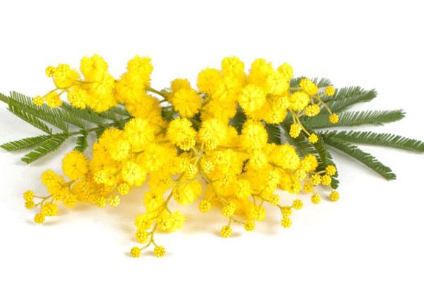 Associazione Bruna Delsignore e Yllary insieme per celebrare la festa delle donne