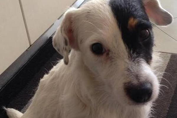 Bocconi avvelenati ai cani, è allarme