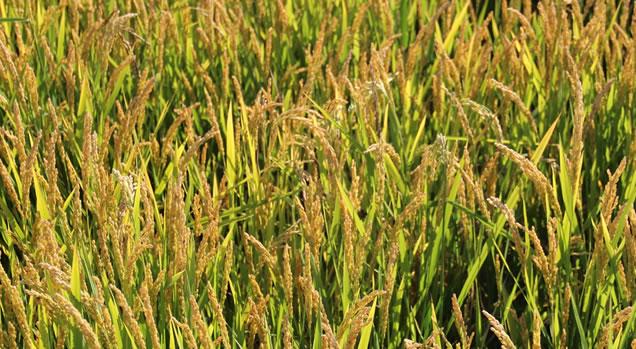 Cucina novarese, a Cureggio una serata per conoscerla