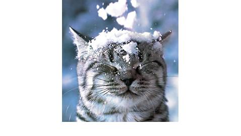 Freddo e neve, precipitazioni anche nel Borgomanerese