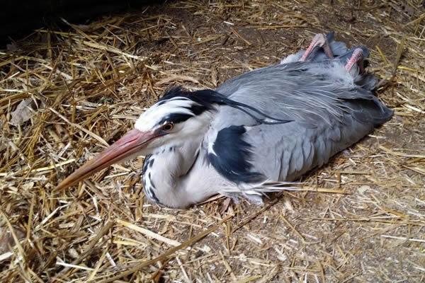 L’Anpana recupera airone cenerino a Veveri