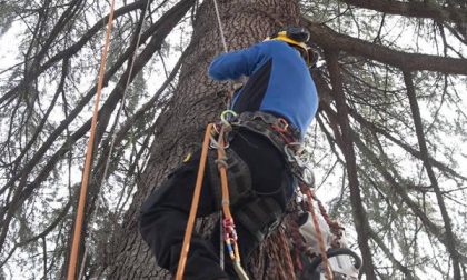 Al via il progetto "Occhio al parco: la didattica sull'albero" (FOTOGALLERY)