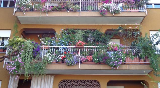 Borgomanero fiorisce ancora