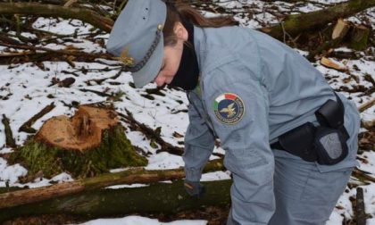 Bosco distrutto per rubare la legna