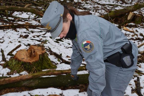Bosco distrutto per rubare la legna
