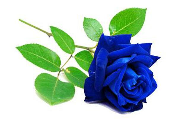 L’inclusione sociale passa attraverso le porte di Anffas onlus