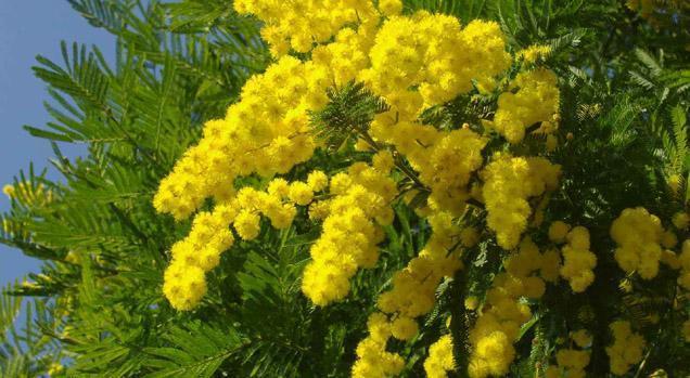 Marzo in rosa e azzurro anche a tavola