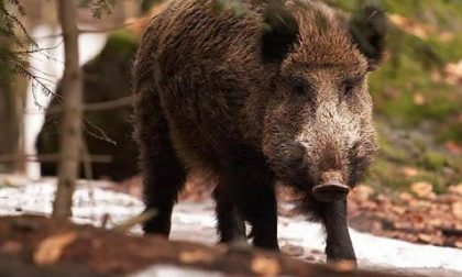 Record di cinghiali abbattuti a Boca e Cavallirio