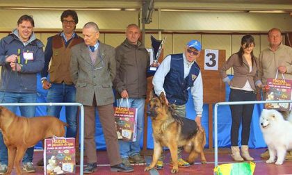 130 cani alla prima esposizione cani di Villa Marazza