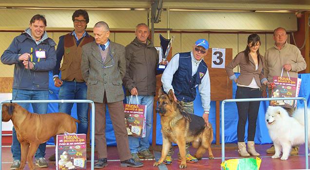 130 cani alla prima esposizione cani di Villa Marazza