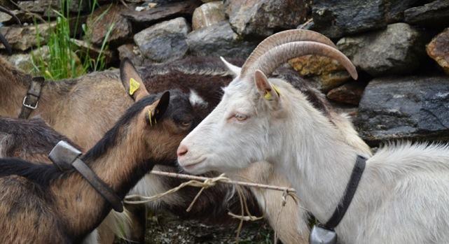 Allevamento a km 0: a Sovazza una giornata dedicata alla tradizione