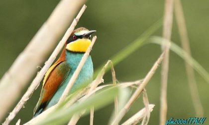 Chi ha distrutto i nidi dei “Gruccioni”?