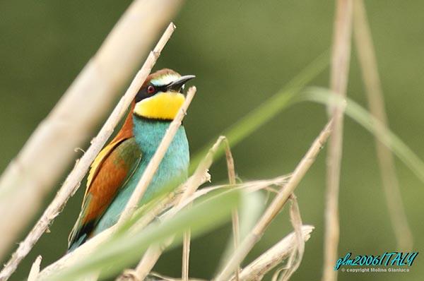 Chi ha distrutto i nidi dei “Gruccioni”?