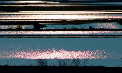 Confagricoltura: «Ancora pochi i giovani imprenditori agricoli»