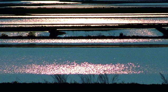 Confagricoltura: «Ancora pochi i giovani imprenditori agricoli»