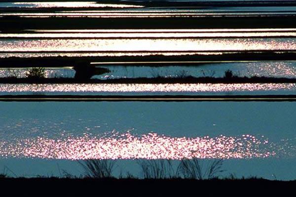 Confagricoltura: «Ancora pochi i giovani imprenditori agricoli»