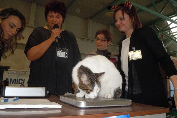 Domenica torna il “Gatto gra(o)sso”