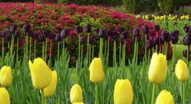 Giardini aperti 2015: due “chicche” anche nel Borgomanerese e nella Bassa Sesia