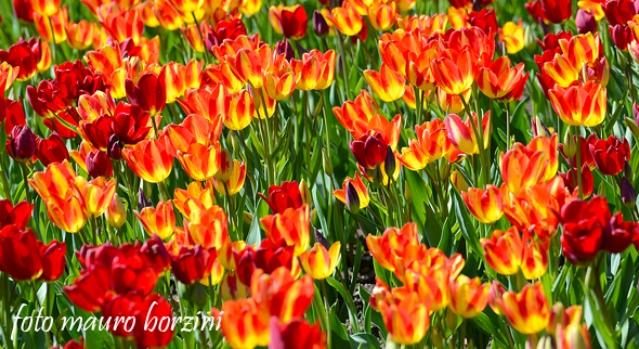 Coldiretti riapre a Nebbiuno il recapito per i floricoltori