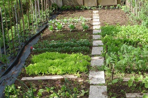 L’orto urbano piace sempre di più