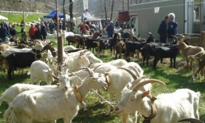 Mostra ovicaprina di Sovazza, Coldiretti premia le nuove leve