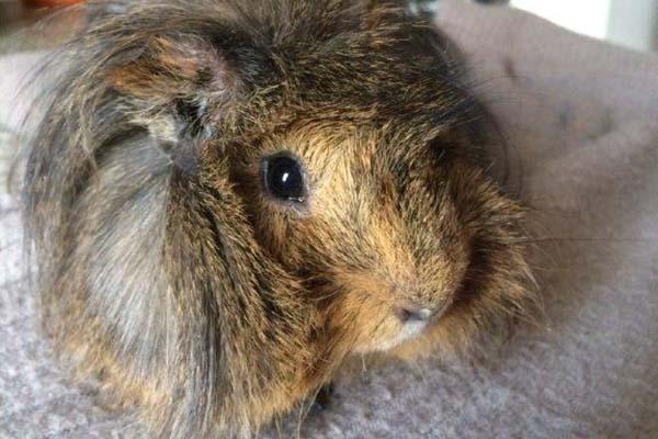 Recuperate in un cortile di Novara due cavie peruviane