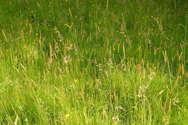 Chi ha rubato Vittorio, cane fedele?