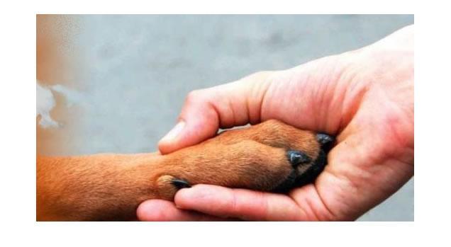 Fido più educato con il corso per padroni e quattrozampe