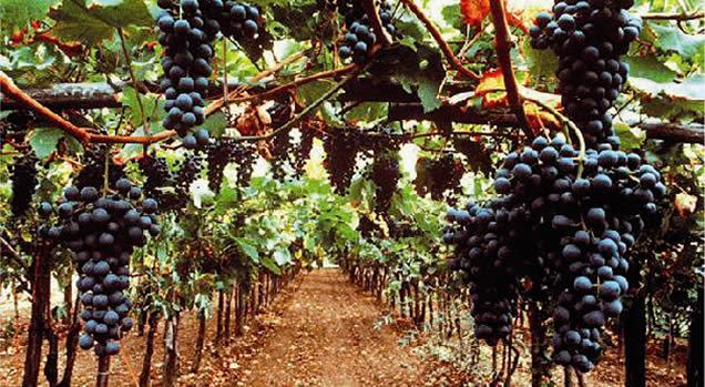 Le Colline Novaresi “padrone di casa” alla convention delle Città del Vino