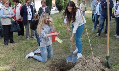 Un albero per ogni caduto in guerra
