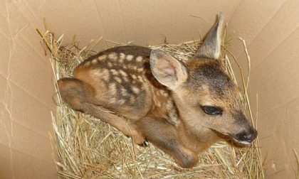 Cucciolo di capriolo salvato da Anpana