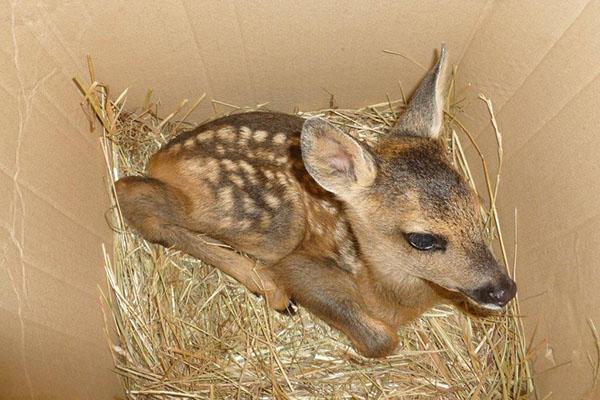 Cucciolo di capriolo salvato da Anpana
