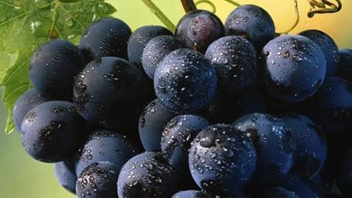 Flavescenza dorata, primi “avvistamenti” nei vigneti