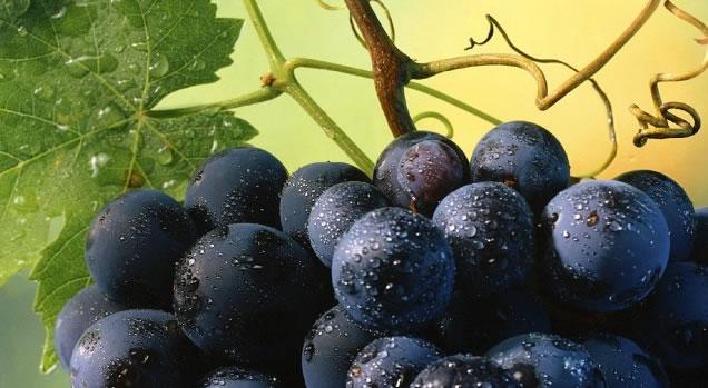 Il Sizzano come i migliori vini di Francia: parola di Cavour