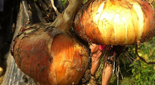 Non solo riso, ad Exporice anche i sapori del Borgomanerese