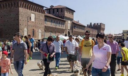 Ottocento zampe a passeggio per le vie di Galliate (FOTOGALLERY)