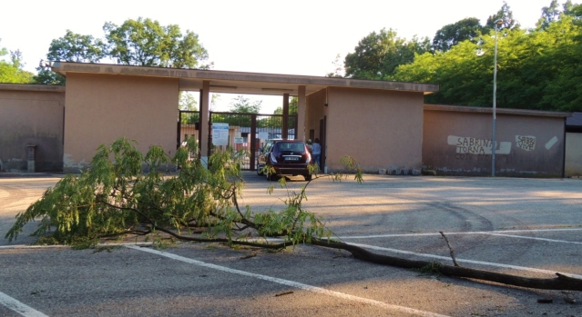 Pianta cade all’improvviso in un parcheggio