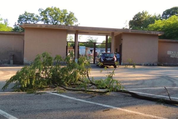 Pianta cade all’improvviso in un parcheggio
