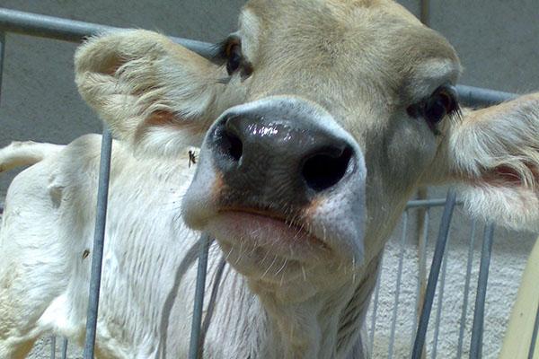 Allevamenti bovini a rischio per il caldo