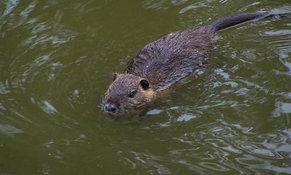 Fauna selvatica, l’allarme di Coldiretti