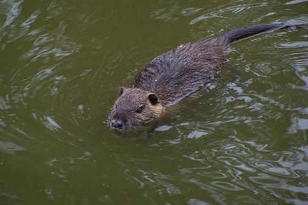 Fauna selvatica, l’allarme di Coldiretti