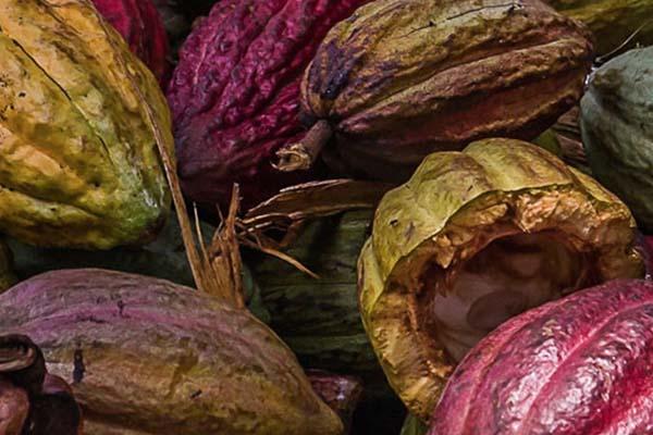 Il cioccolato e il formaggio novarese: evento all’Expo