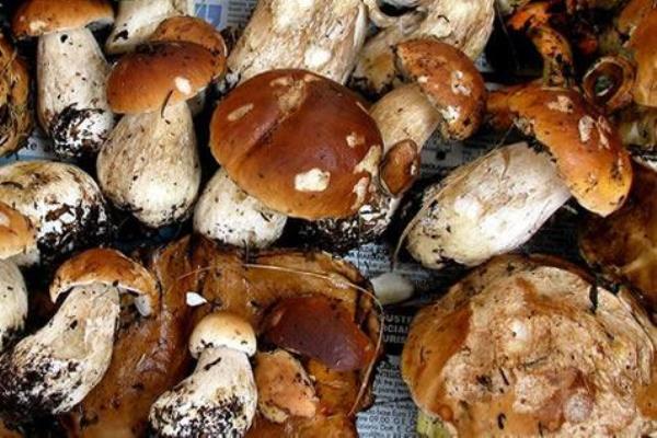 Funghi in sicurezza: al via la stagione 2025 di attività dell’Ispettorato Micologico Asl No