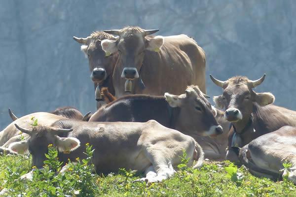 «Mai pensato di produrre senza latte»
