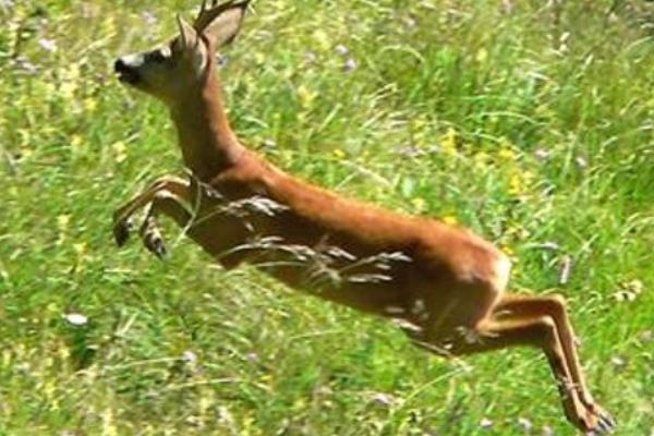 Podista investito in corsa da capriolo