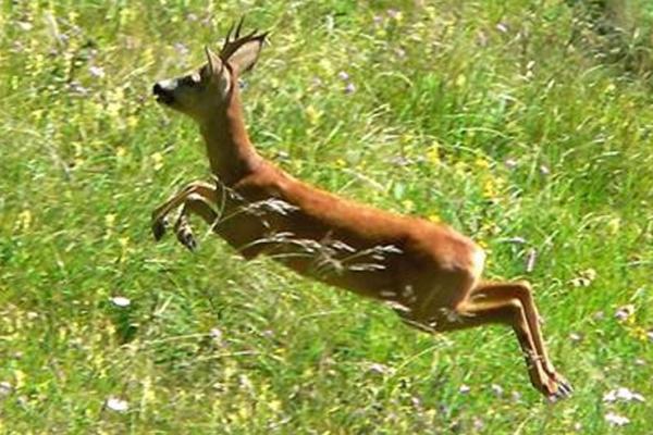 Podista investito in corsa da capriolo